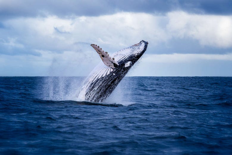 A whale jumping from the ocean