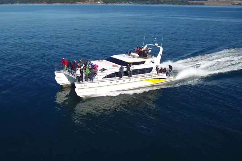 El barco para el avistamiento