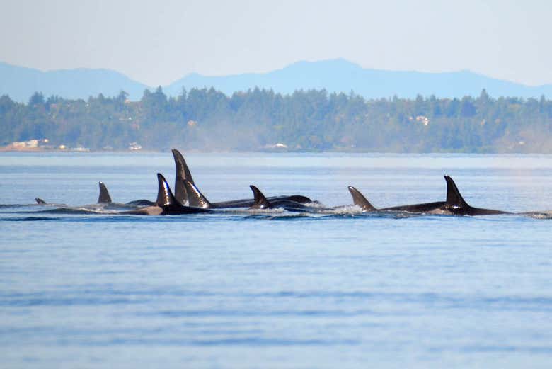 Grupo de orcas