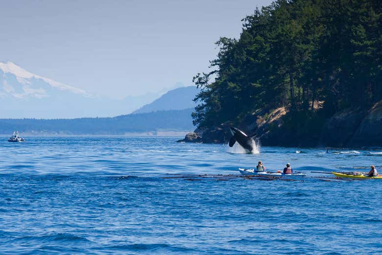 Orca en Victoria