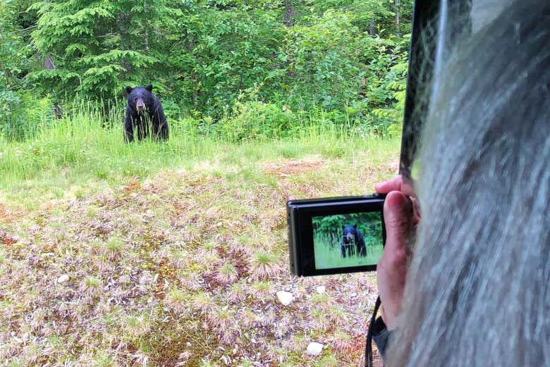 Avvistando un orso