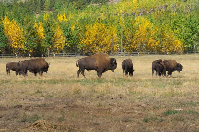 Yukon Wildlife Preserve