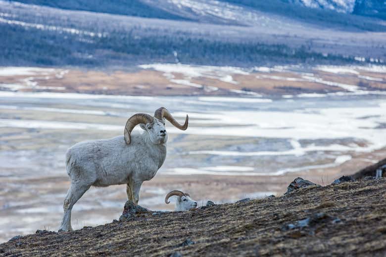 Fauna de Kluane