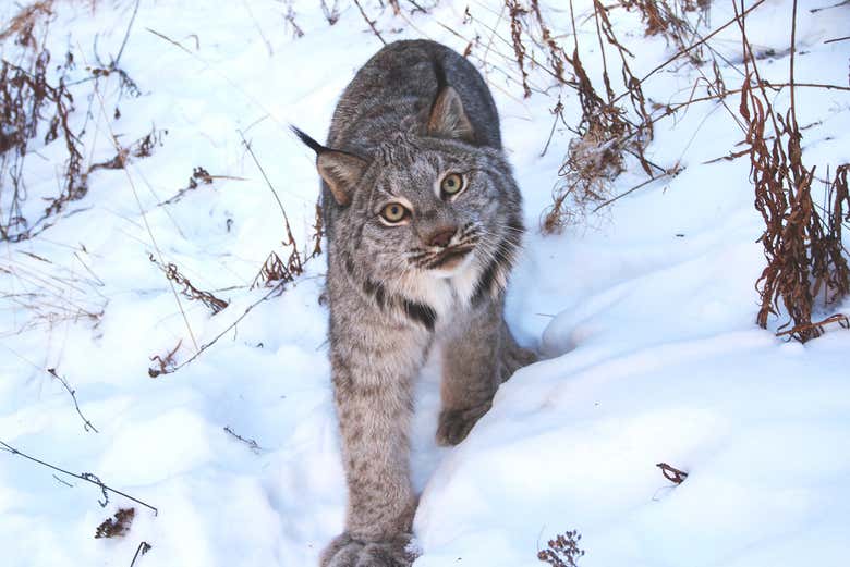 Una lince che passeggia sulla neve