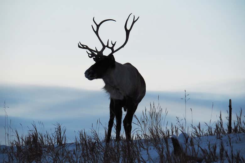 Un caribù nella Riserva naturale dello Yukon