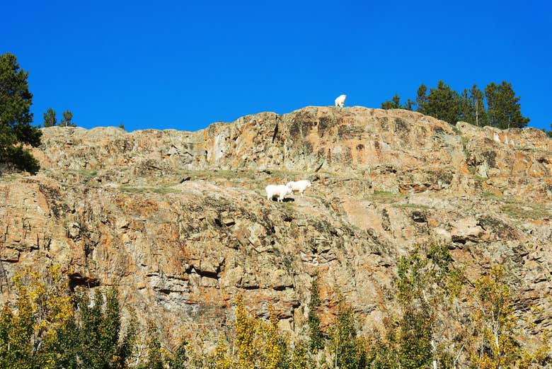 Vedrete persino delle capre di montagna