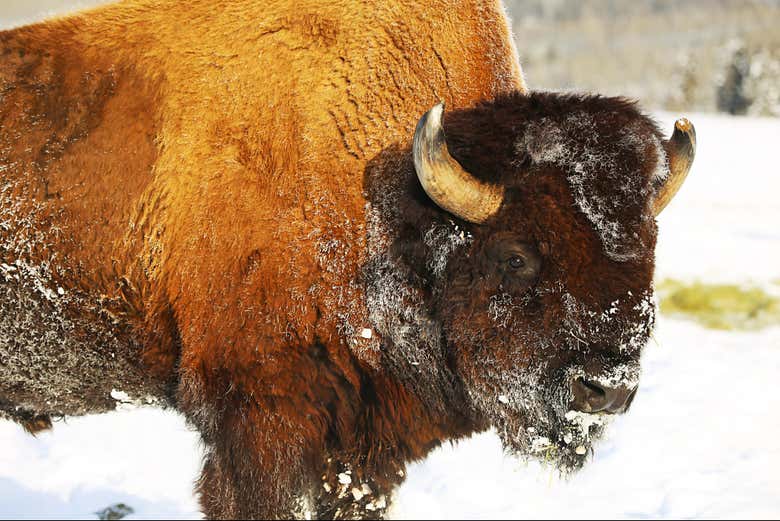 Un bisonte sulla neve