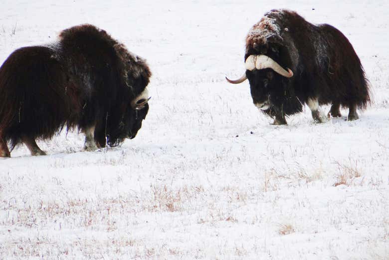 Bisonti muschiati sulla neve