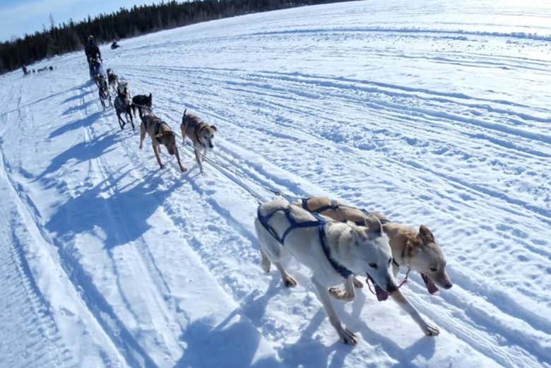 Trineo de perros huskies por Yellowknife