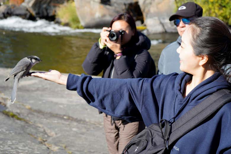 Conociendo a un arrendajo gris
