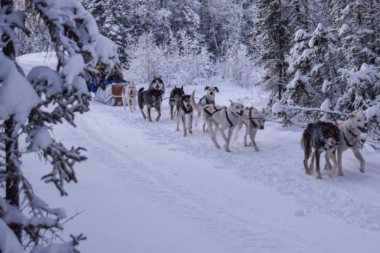 Manada de perros huskies en Yellowknife