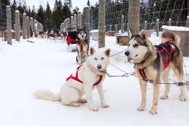 Perros huskies en Yellowknife, Canadá