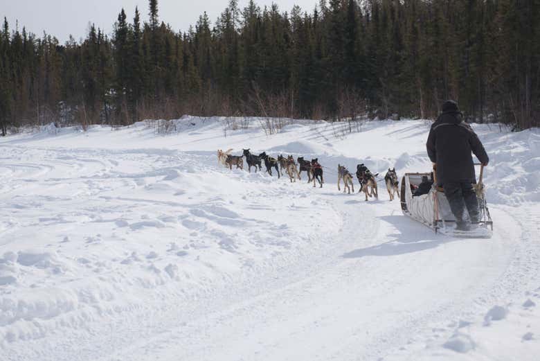 Recorriendo Yellowknife con perros huskies