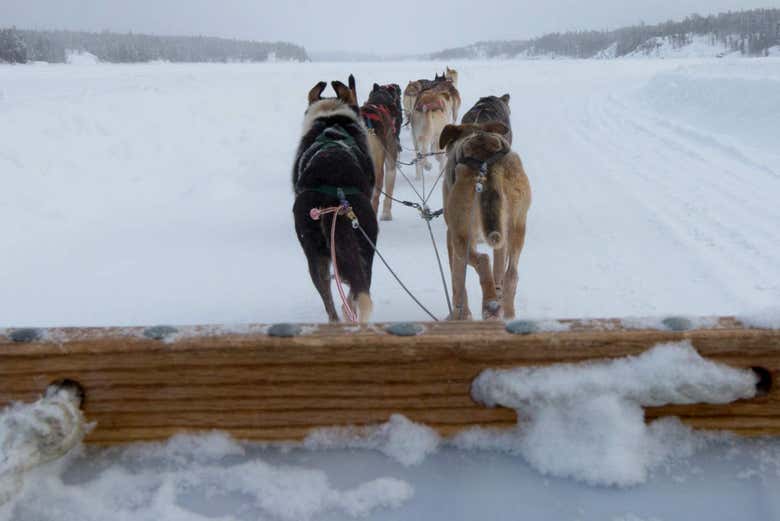 Ruta en trineo de perros huskies