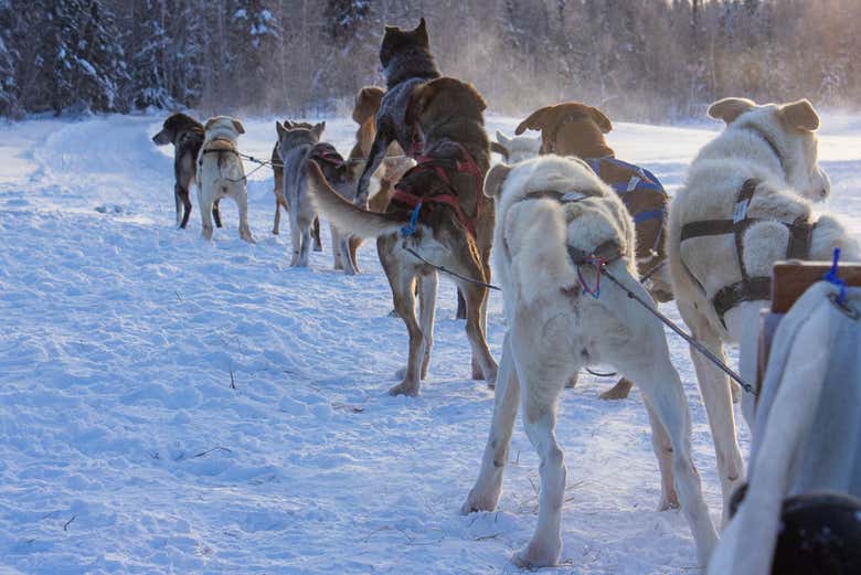 En trineo de perros huskies por Yellowknife