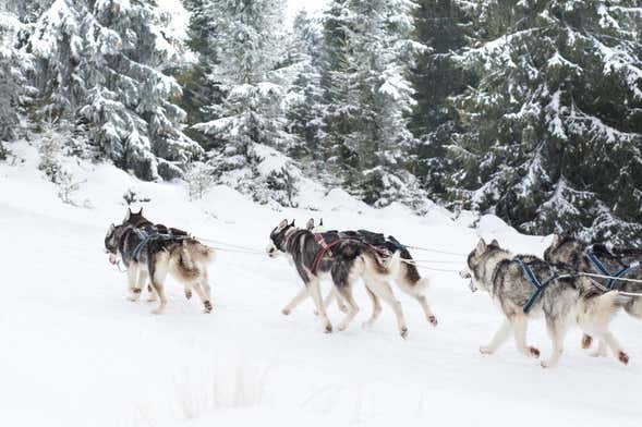 Paseo en trineo de perros husky