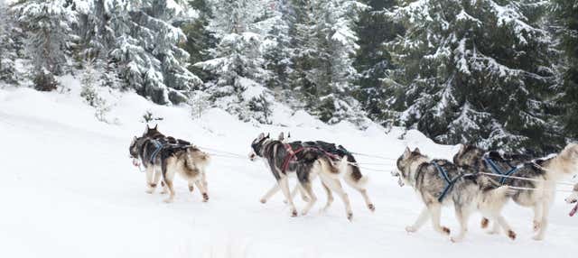 Husky Dog Sledding