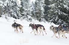 Husky Dog Sledding