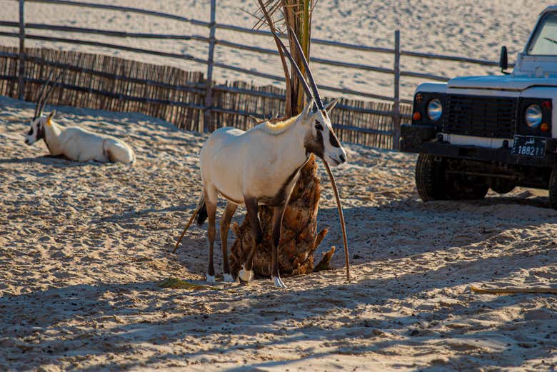 Animales cerca del resort
