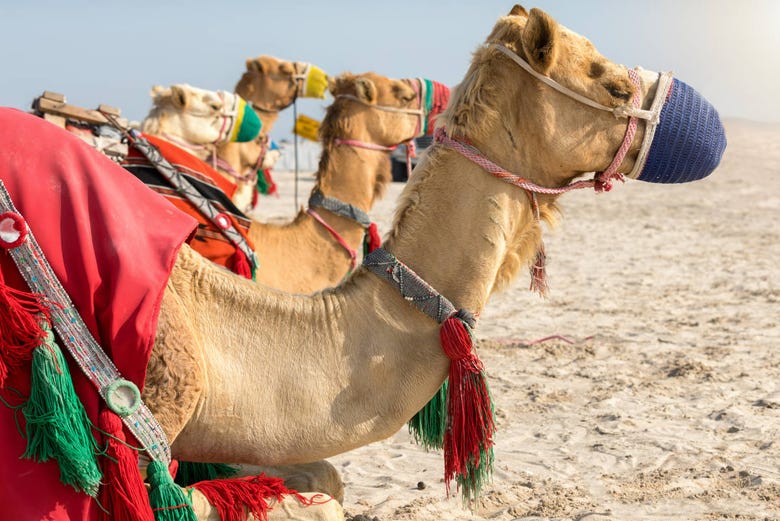 Camelos no deserto