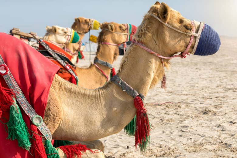 Camels in the desert