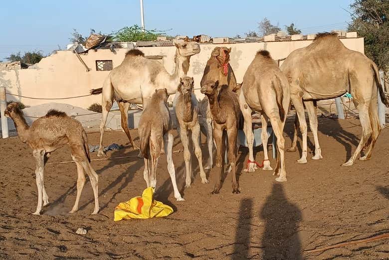 Camellos en el pueblo de Zekreet