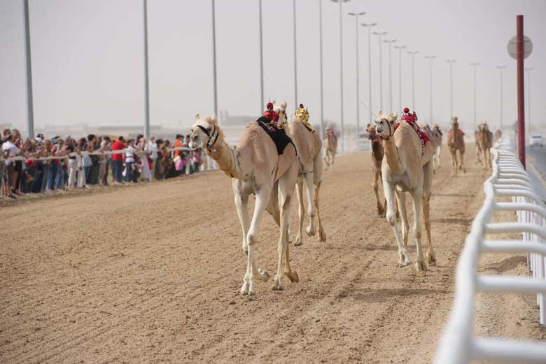 Camel racing