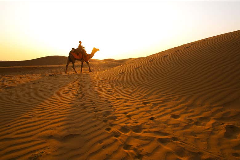 Un camello cerca de las dunas que rodean Al Majles Resort