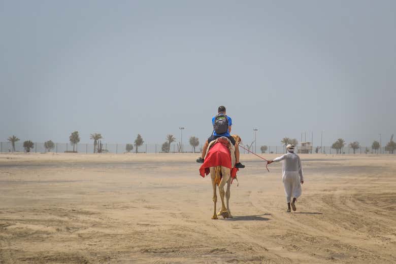 Paseo en camello por Doha