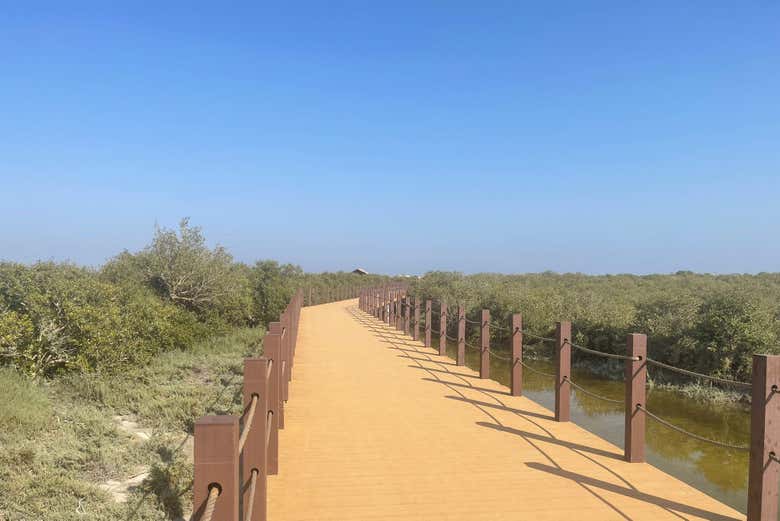 Explore mangroves from a unique perspective in the water