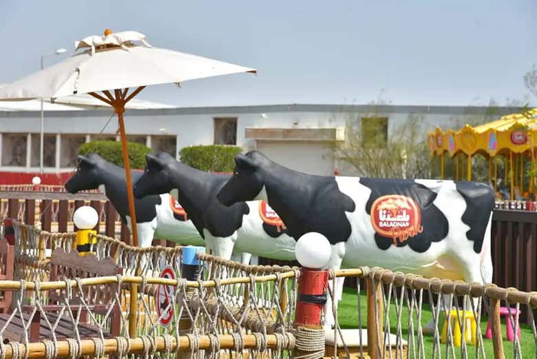 Learn about milk production at Baladana Farm