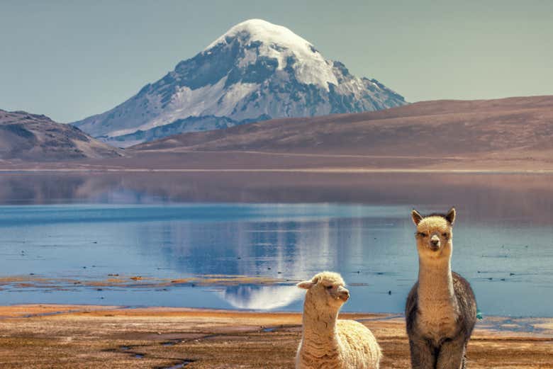 Alpaca sulle rive del lago Chungará