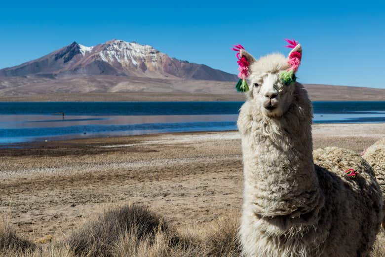 Lama andino sul lago Chungará