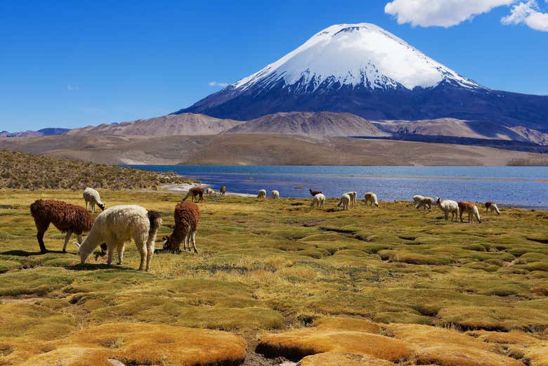 Fauna andina al pascolo sulle rive del lago Chungará