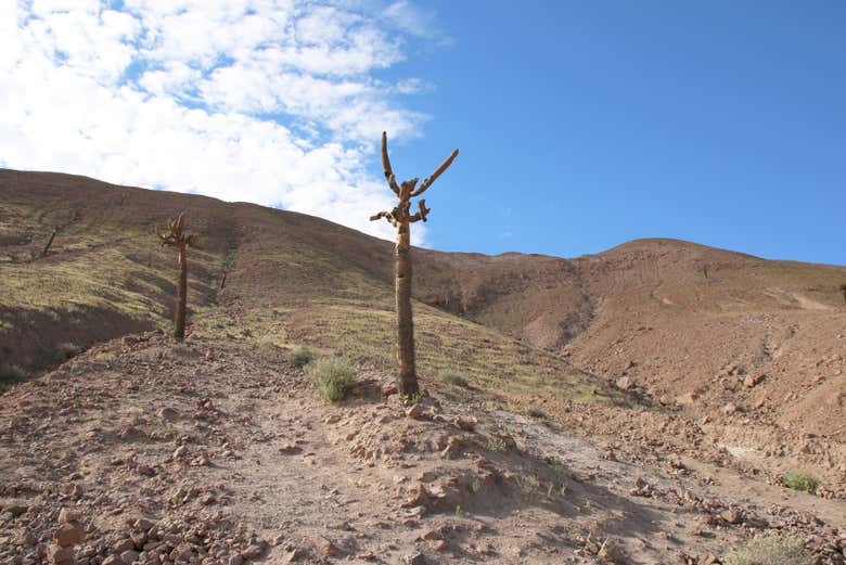 Quebrada de los Cardones