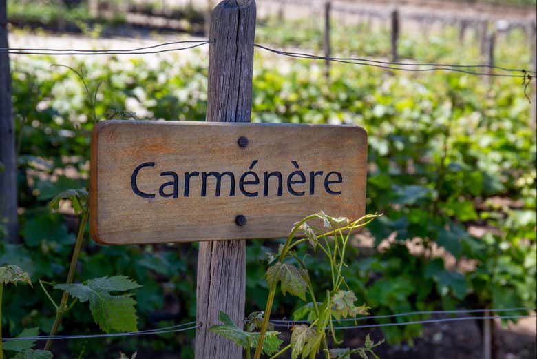 L'uva Carménère
