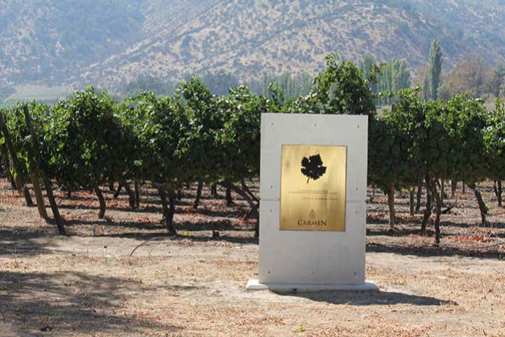 Monolite del ceppo Carménère