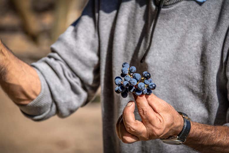 Uva di tipo Carménère