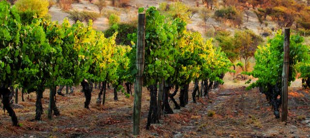 Tour del vino Carménère por la bodega Viña Santa Rita