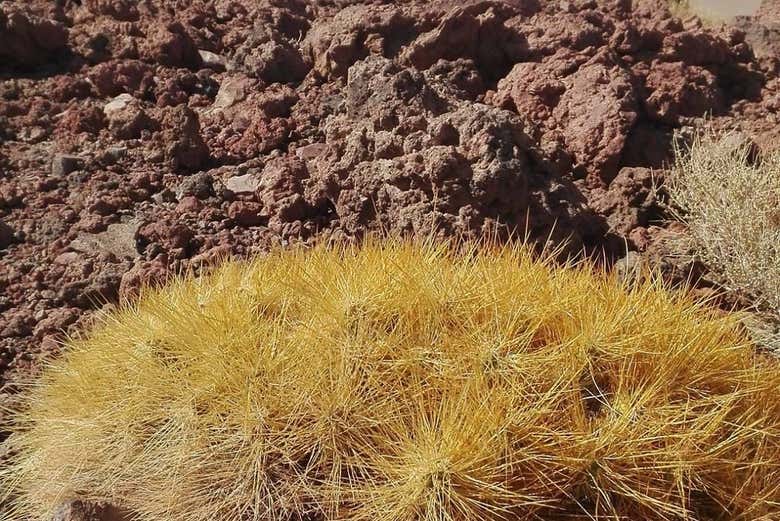 La vegetazione della zona