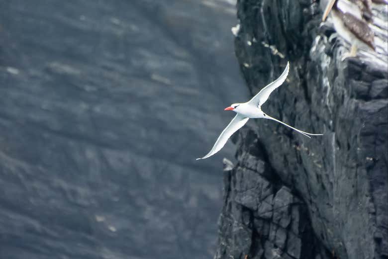 Un uccello bianco vola sull'isola Chañaral