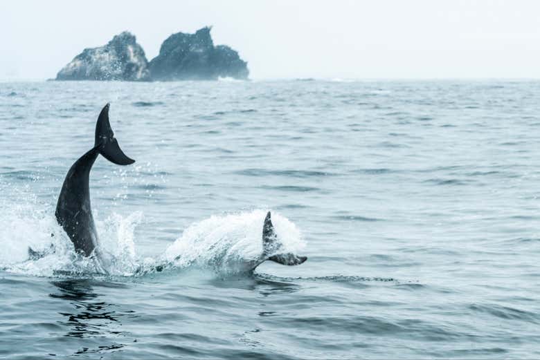 Due delfini che giocano