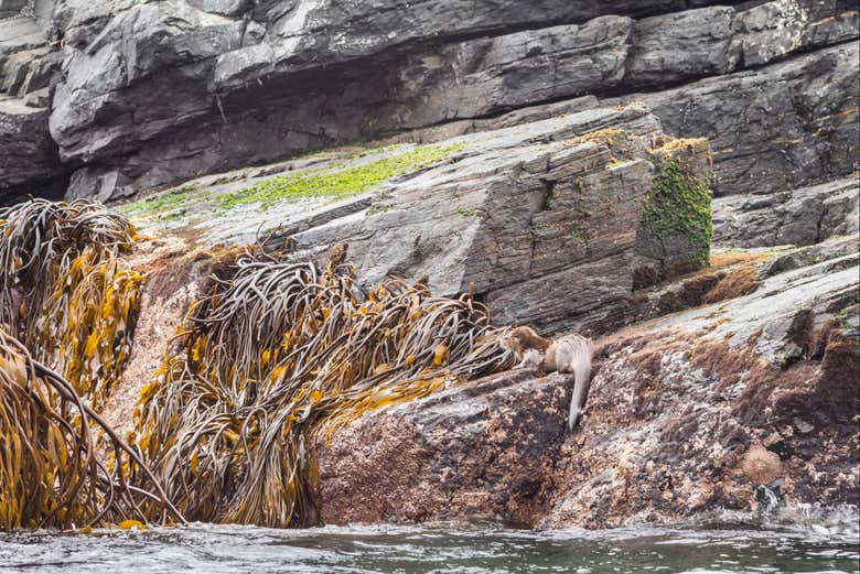 Una lontra su una roccia