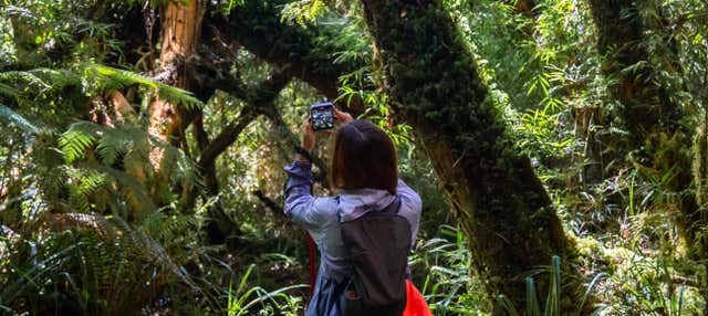 Biglietti per il Parco Tepuhueico