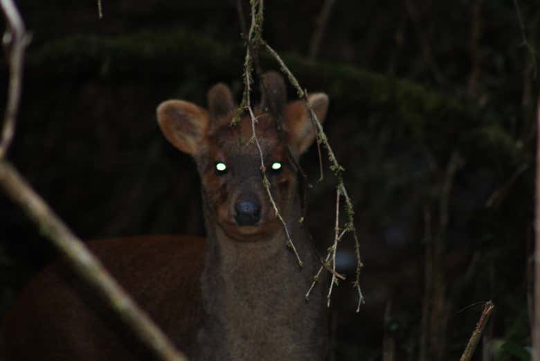 Avistando um pudu na noite