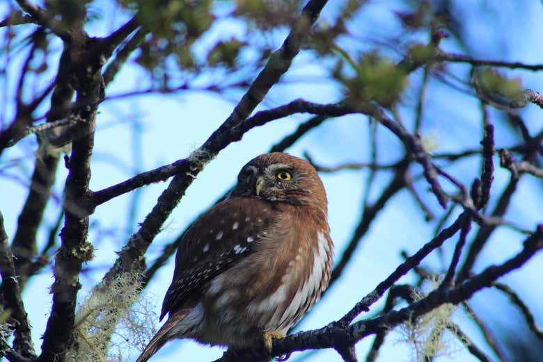 Coruja austral