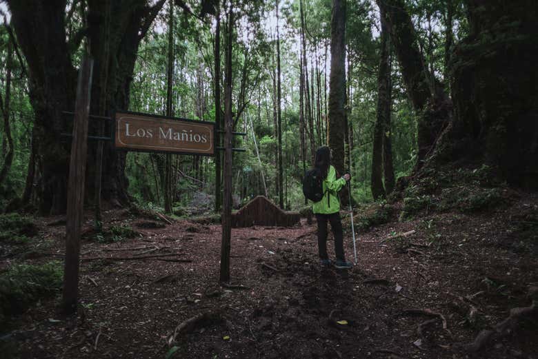 Los Mañíos do Parque Teuhueico