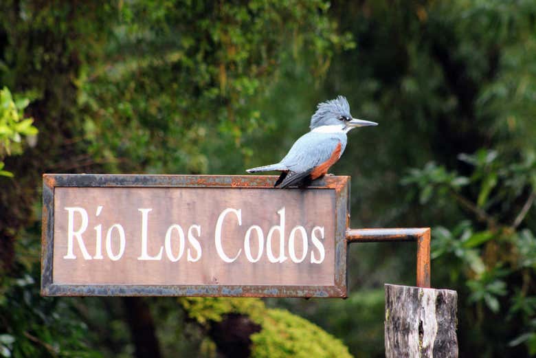 Un martin pescatore sul cartello del fiume Los Codos