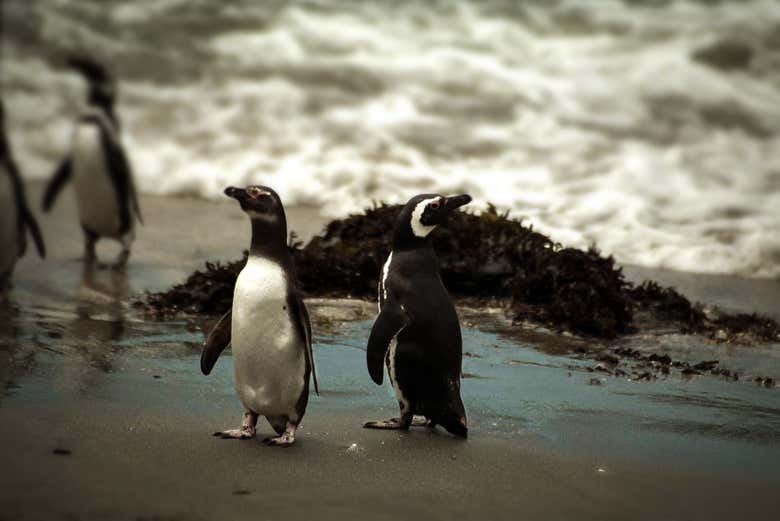 Checkout the penguins!