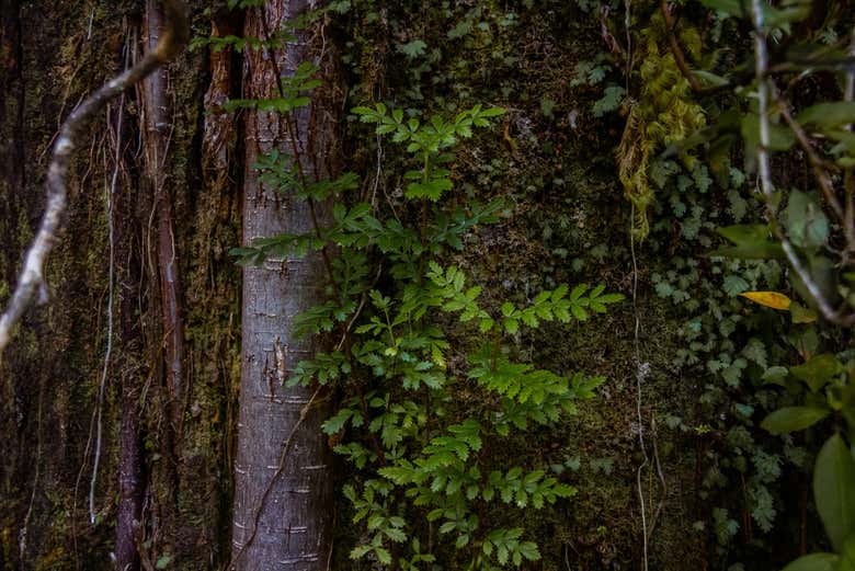 Piante del Parco di Tepuhueico